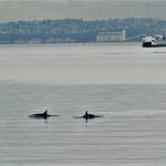 Killer Whales (2)